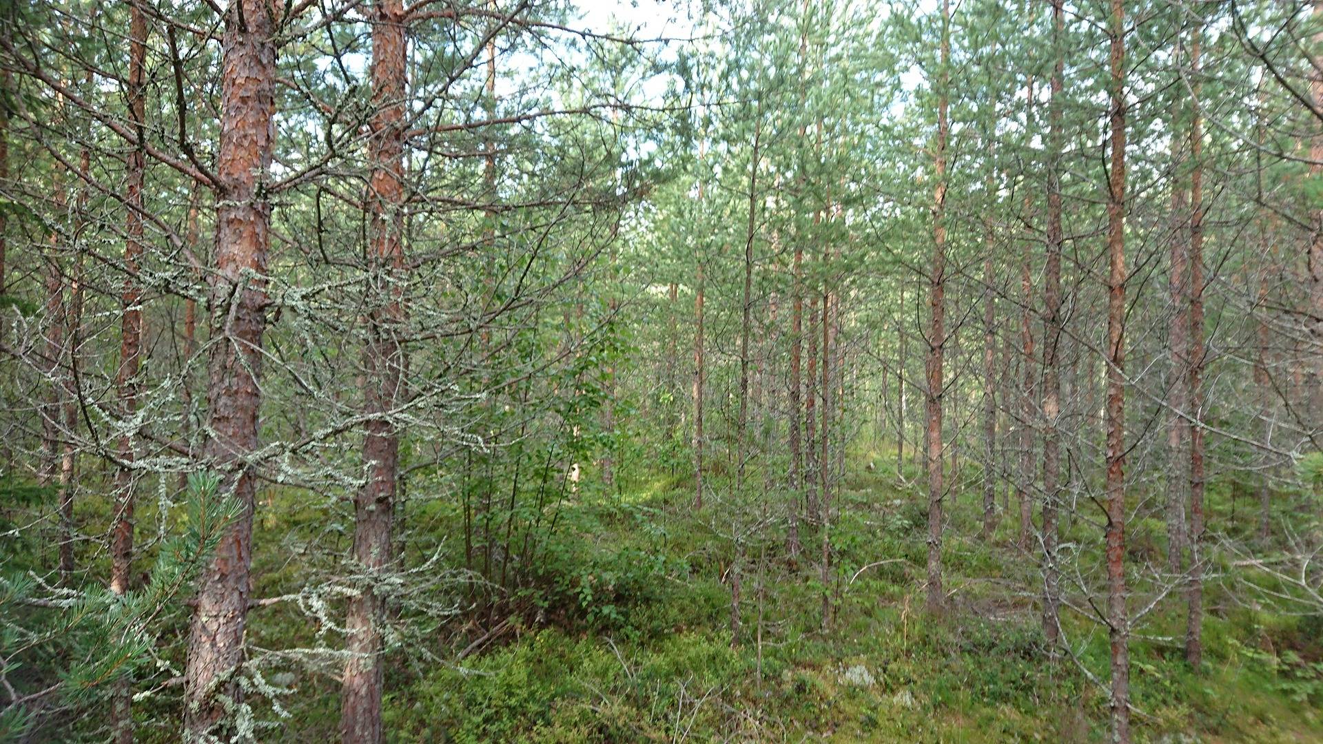 Valkjärvi 405-570-5-25 14
