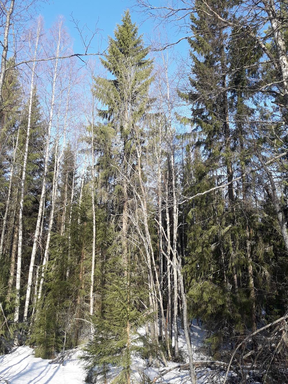 Kansikuva kohteelle Metsämääräala Niemelä 765-403-5-100