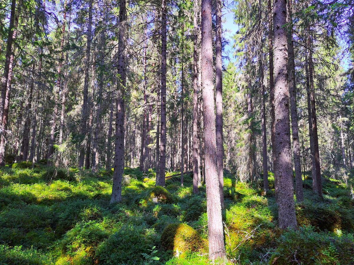 Kansikuva kohteelle Kokkola Ruotsalo metsäpalstakohde 28,0 ha
