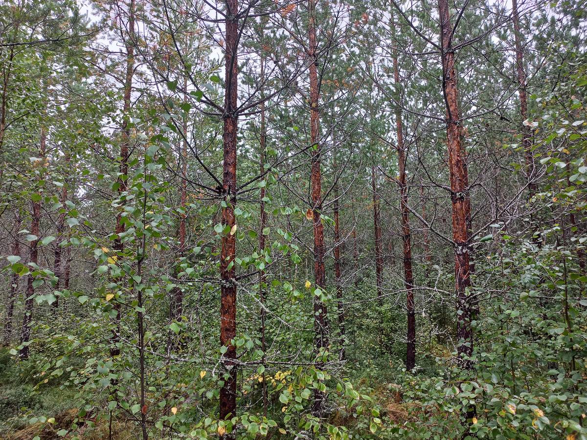 Etel Pohjanmaa Mets tilat fi etel-pohjanmaa-mets-tilat-fi