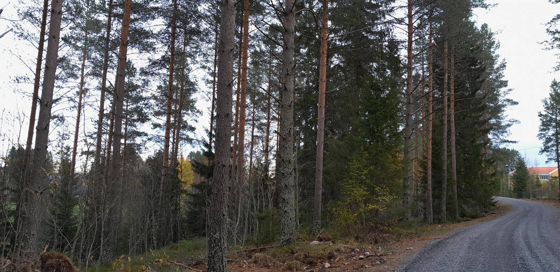 Muurasjärvi, Ristinmäki 601-403-3-344 5
