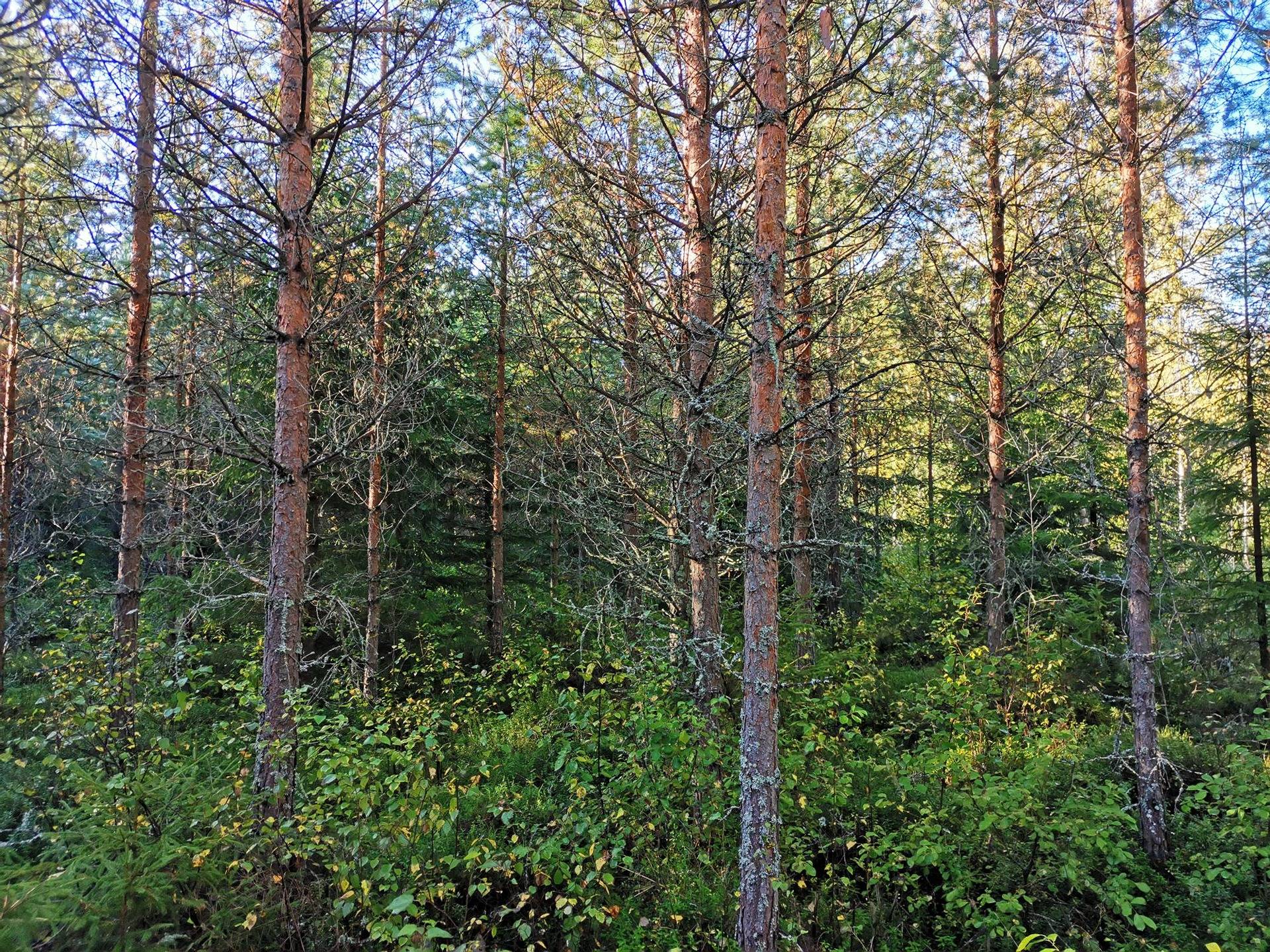 Metsätila, Suojamaa 50-404-2-85, 8,512 ha, Eura, Honkilahti 2