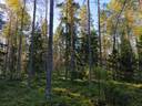 Metsätila, Suojamaa 50-404-2-85, 8,512 ha, Eura, Honkilahti 3