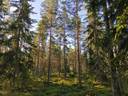 Metsätila, Suojamaa 50-404-2-85, 8,512 ha, Eura, Honkilahti 4