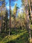 Metsätila, Suojamaa 50-404-2-85, 8,512 ha, Eura, Honkilahti 5