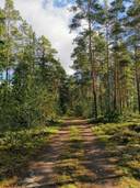 Metsätila, Suojamaa 50-404-2-85, 8,512 ha, Eura, Honkilahti 1