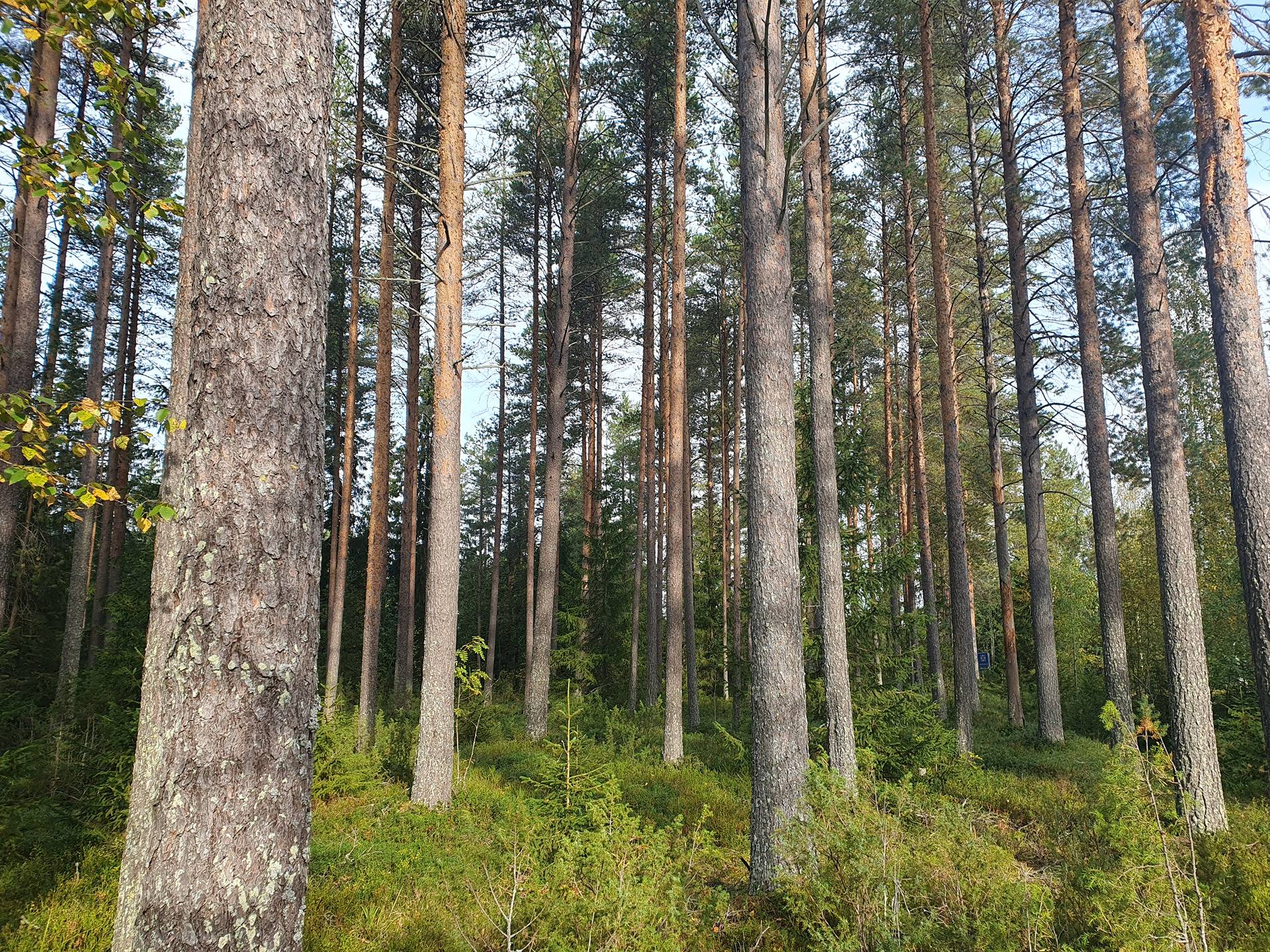 ROVA 889-403-3-82 omakotitalo- ja metsäkiinteistö 24,73 ha AHMASKOSKI n. 15 KM UTAJÄRVEN KK 20