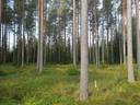 ROVA 889-403-3-82 omakotitalo- ja metsäkiinteistö 24,73 ha AHMASKOSKI n. 15 KM UTAJÄRVEN KK 21