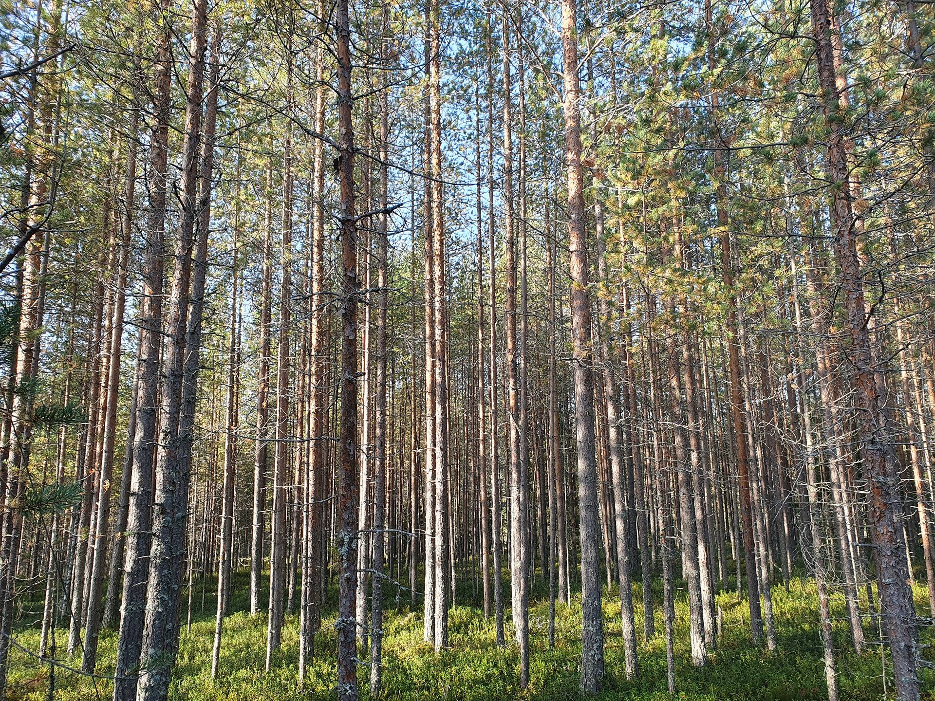 ROVA 889-403-3-82 omakotitalo- ja metsäkiinteistö 24,73 ha AHMASKOSKI n. 15 KM UTAJÄRVEN KK 23