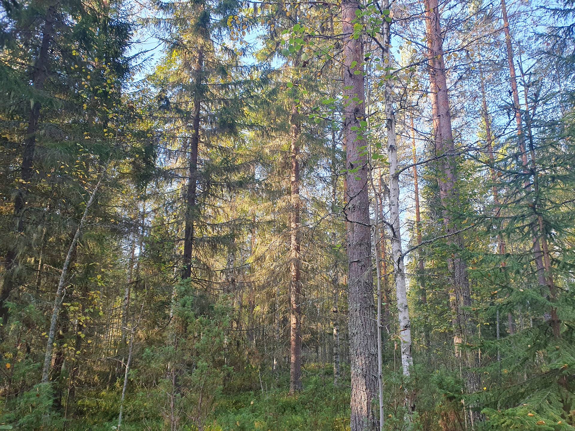 ROVA 889-403-3-82 omakotitalo- ja metsäkiinteistö 24,73 ha AHMASKOSKI n. 15 KM UTAJÄRVEN KK 27