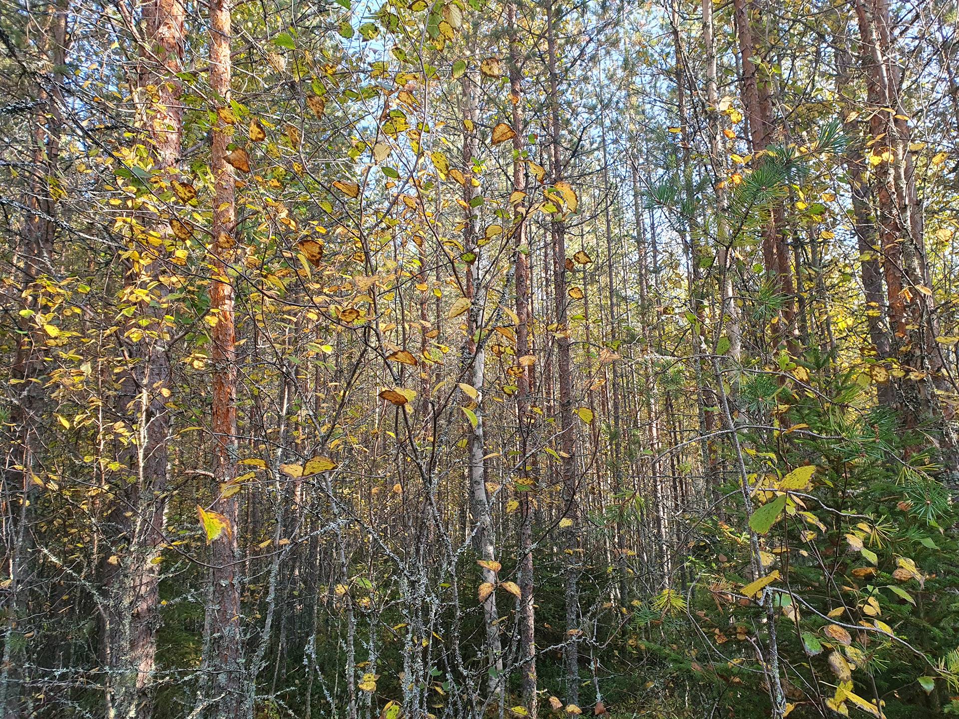 ROVA 889-403-3-82 omakotitalo- ja metsäkiinteistö 24,73 ha AHMASKOSKI n. 15 KM UTAJÄRVEN KK 37
