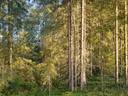 ROVA 889-403-3-82 omakotitalo- ja metsäkiinteistö 24,73 ha AHMASKOSKI n. 15 KM UTAJÄRVEN KK 40