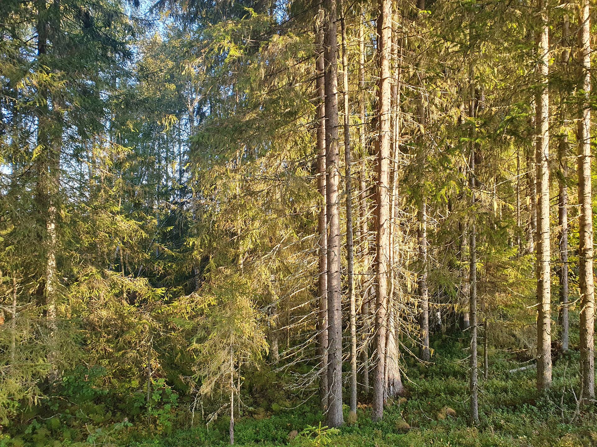 ROVA 889-403-3-82 omakotitalo- ja metsäkiinteistö 24,73 ha AHMASKOSKI n. 15 KM UTAJÄRVEN KK 40