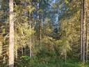 ROVA 889-403-3-82 omakotitalo- ja metsäkiinteistö 24,73 ha AHMASKOSKI n. 15 KM UTAJÄRVEN KK 41