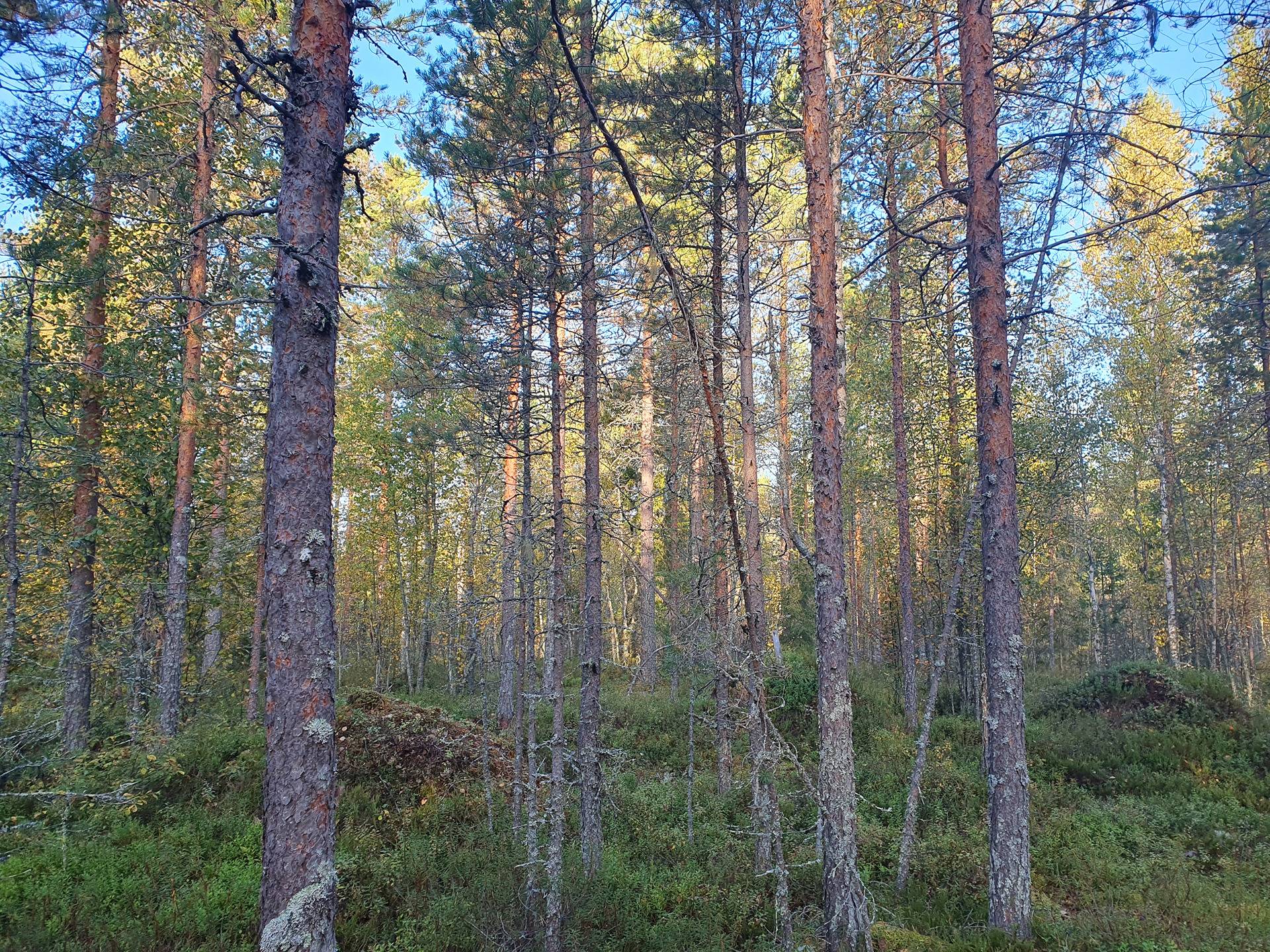 ROVA 889-403-3-82 omakotitalo- ja metsäkiinteistö 24,73 ha AHMASKOSKI n. 15 KM UTAJÄRVEN KK 43