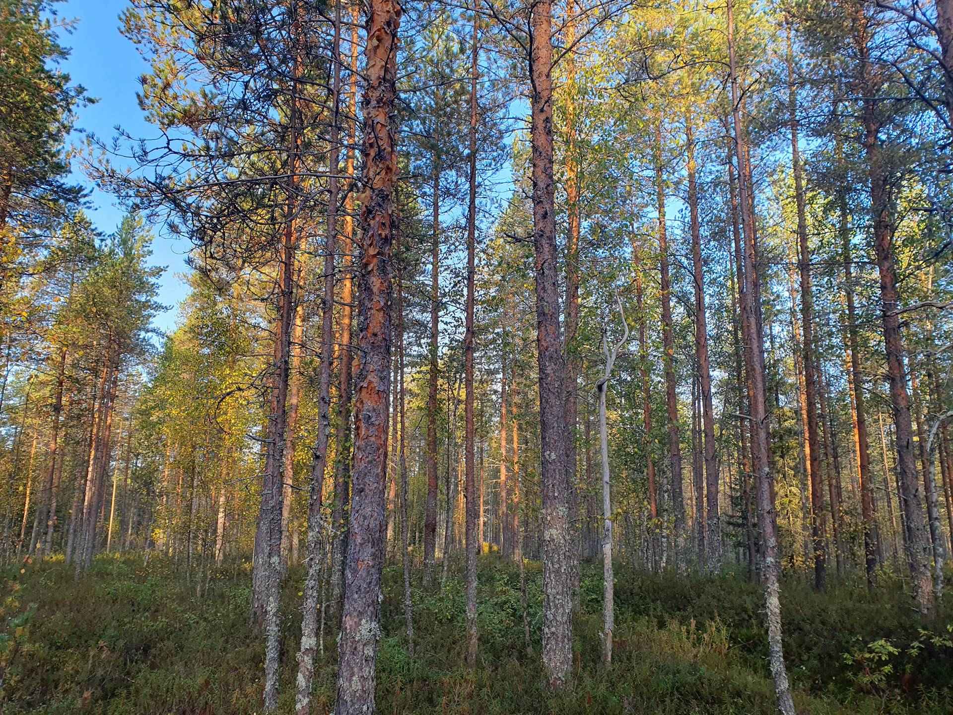 ROVA 889-403-3-82 omakotitalo- ja metsäkiinteistö 24,73 ha AHMASKOSKI n. 15 KM UTAJÄRVEN KK 44