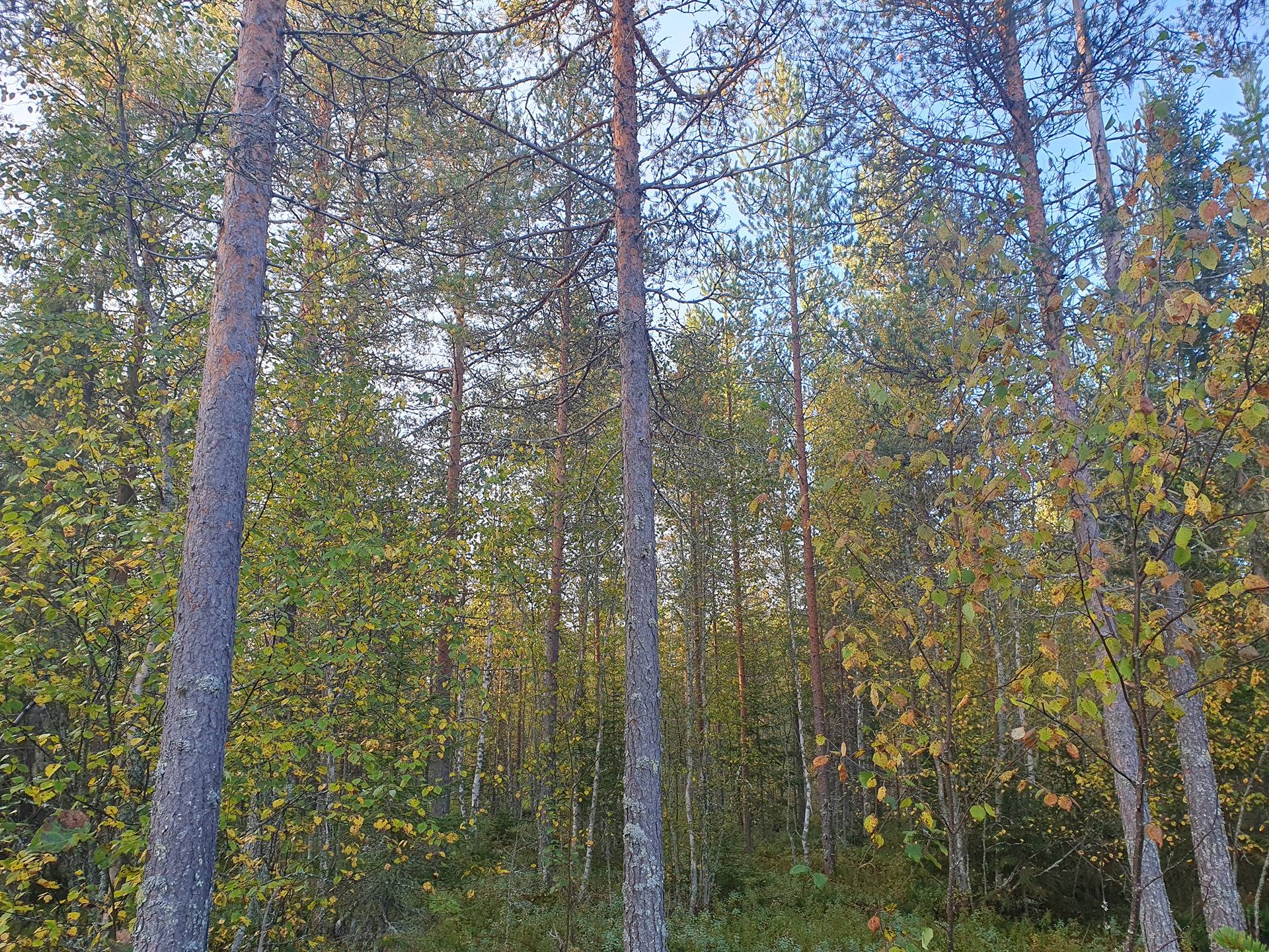 ROVA 889-403-3-82 omakotitalo- ja metsäkiinteistö 24,73 ha AHMASKOSKI n. 15 KM UTAJÄRVEN KK 45