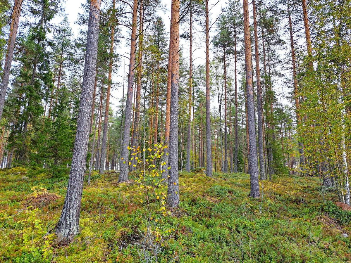 Omslagsbild för objektet Ullava Alikylä metsäpalsta noin 16,0 ha