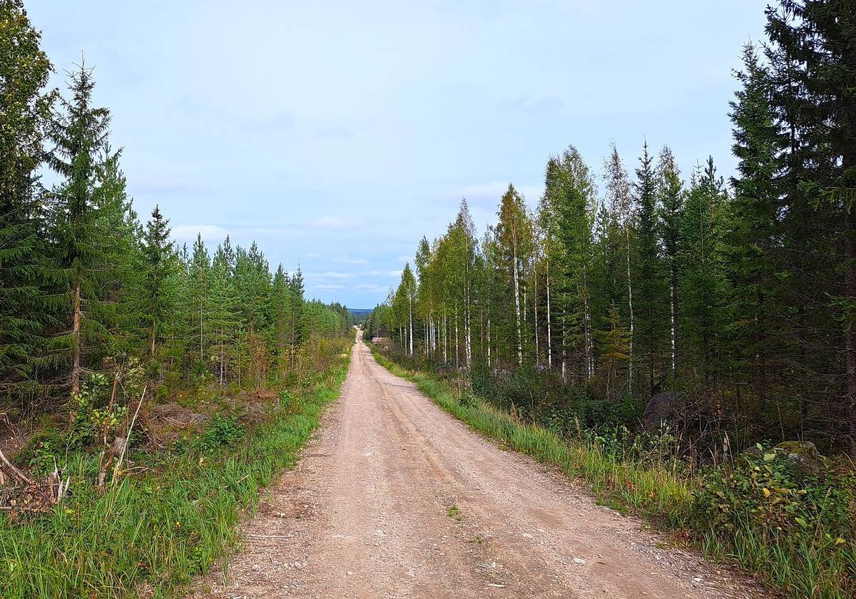 Omslagsbild för objektet Toholampi Purontaka n. 63,5 ha metsäpalstakohde 
