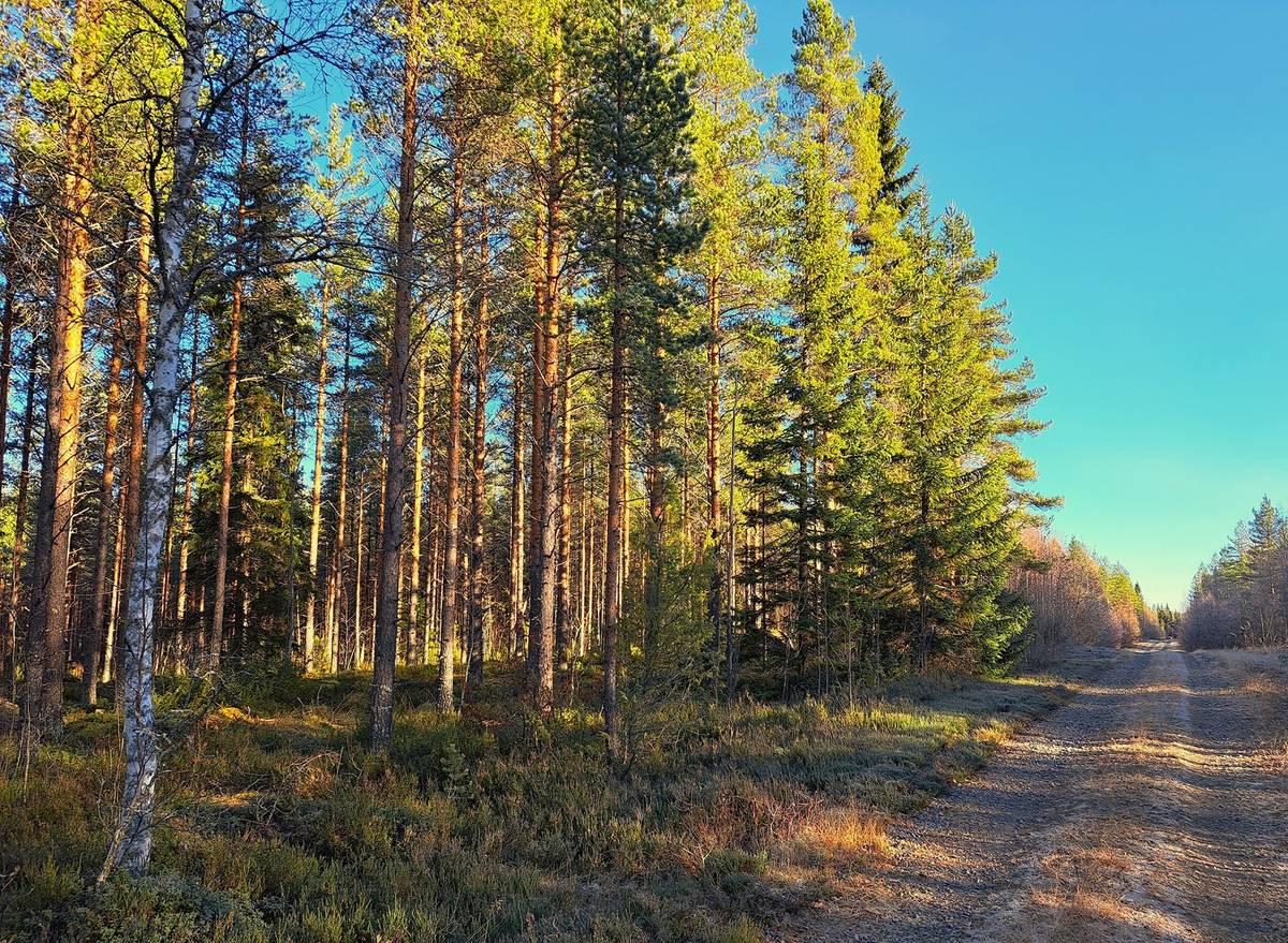 Keski Pohjanmaa Mets tilat fi keski-pohjanmaa-mets-tilat-fi