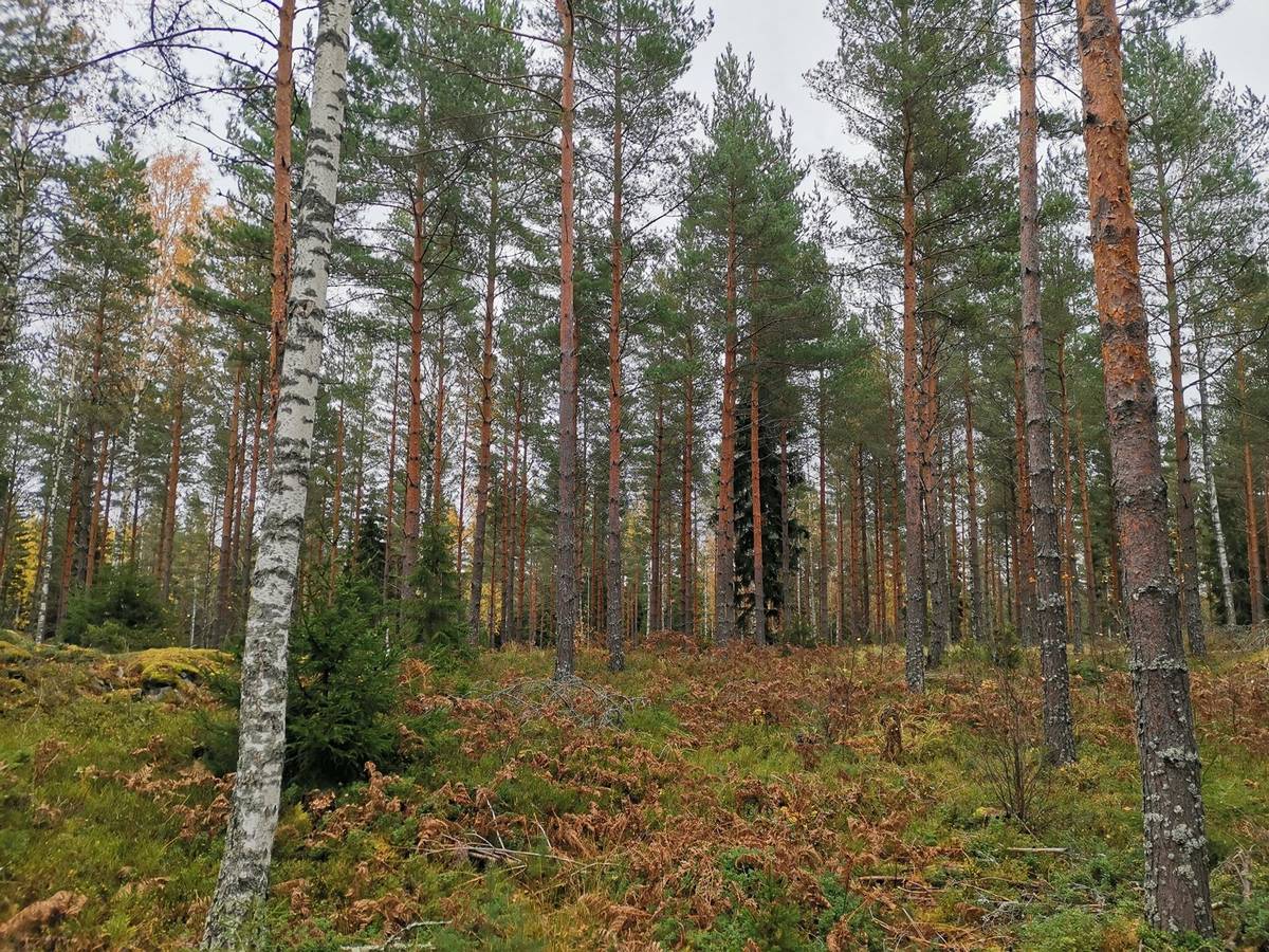 Kansikuva kohteelle Metsätilakokonaisuus noin 77,6 ha, Strömsböle (m-ala) 738-495-1-33 ja Bergkulla 738-405-1-8, Sauvo Karuna