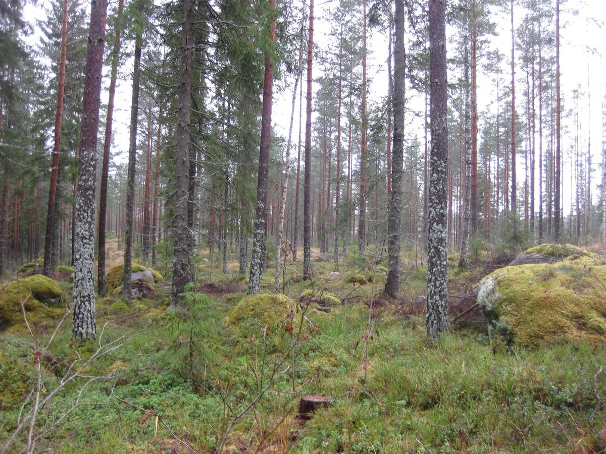 Kansikuva kohteelle Määräala metsätilasta Pihain-Hannula 98-413-36-0