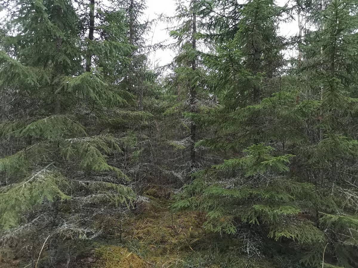 Kansikuva kohteelle Metsätila Notkelma 50-436-10-100, 3,52 ha, Eura, Panelia