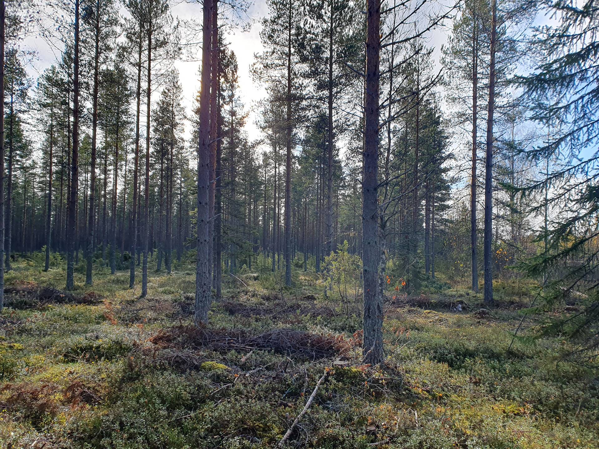 JÄRVENTAKANEN 785-402-1-18 kaavarantatontti- ja metsämääräalakiinteistö Oulujärvellä n. 5km Vaalan kk:ltä 8