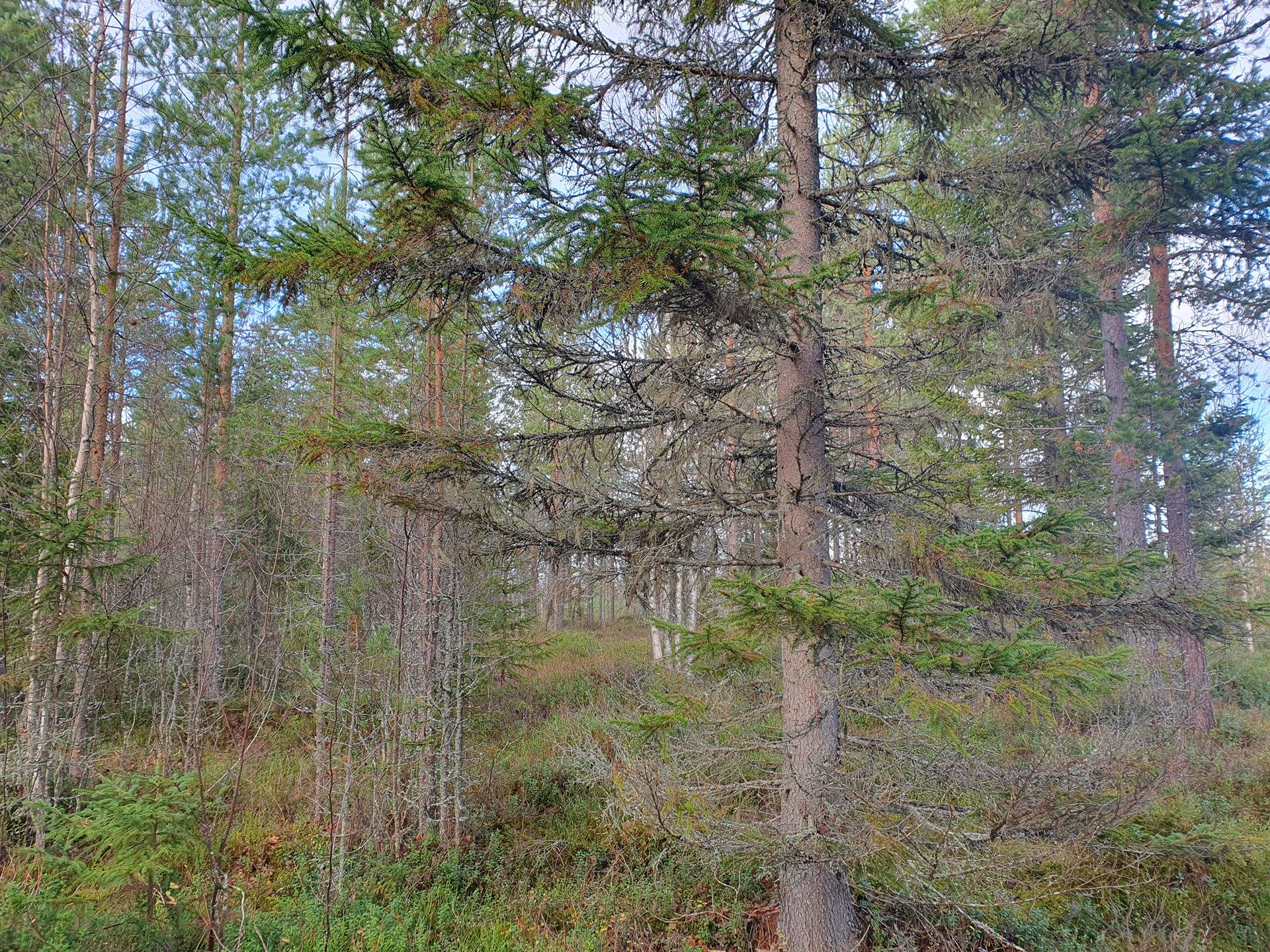JÄRVENTAKANEN 785-402-1-18 kaavarantatontti- ja metsämääräalakiinteistö Oulujärvellä n. 5km Vaalan kk:ltä 10