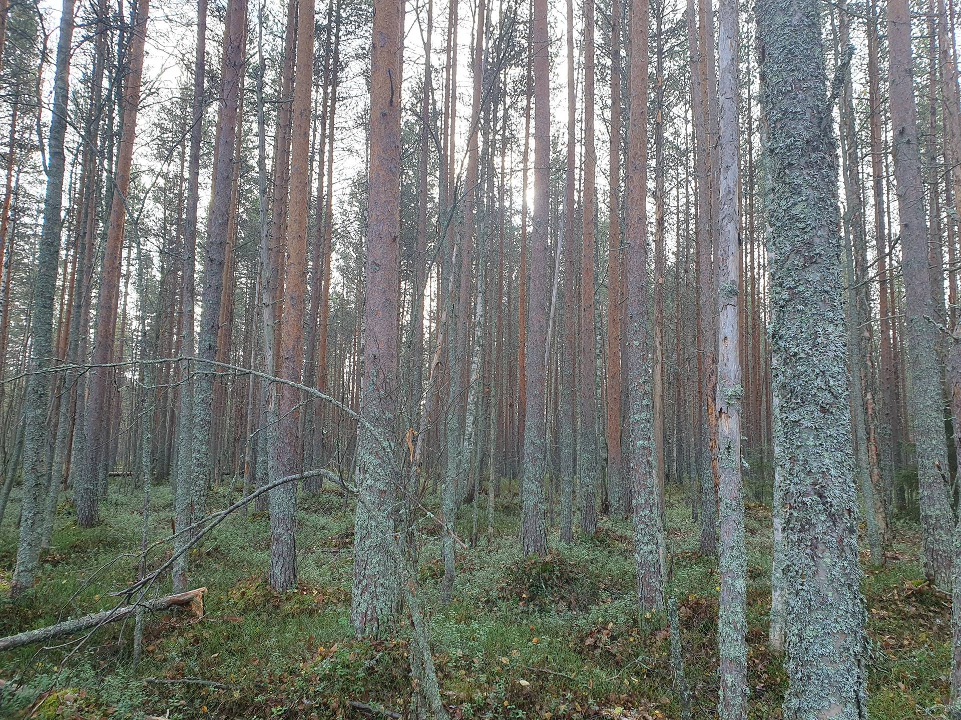 JÄRVENTAKANEN 785-402-1-18 kaavarantatontti- ja metsämääräalakiinteistö Oulujärvellä n. 5km Vaalan kk:ltä 14