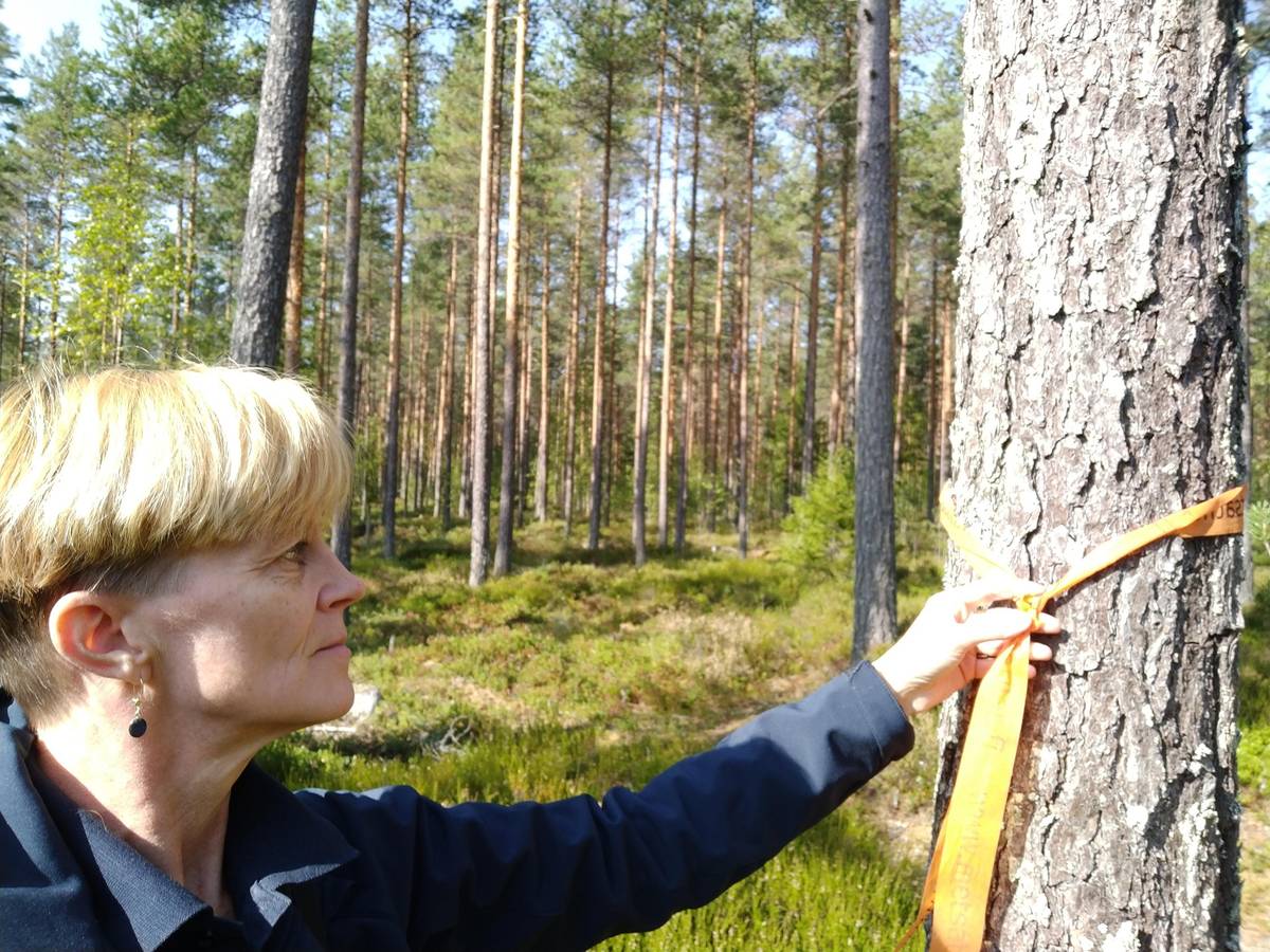 Kansikuva kohteelle Metsä- ja peltotila Jämijärvellä