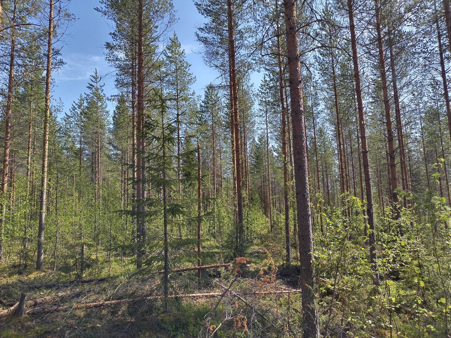 MÄENPÄÄ II 911-403-2-7, Halmejärvi 3