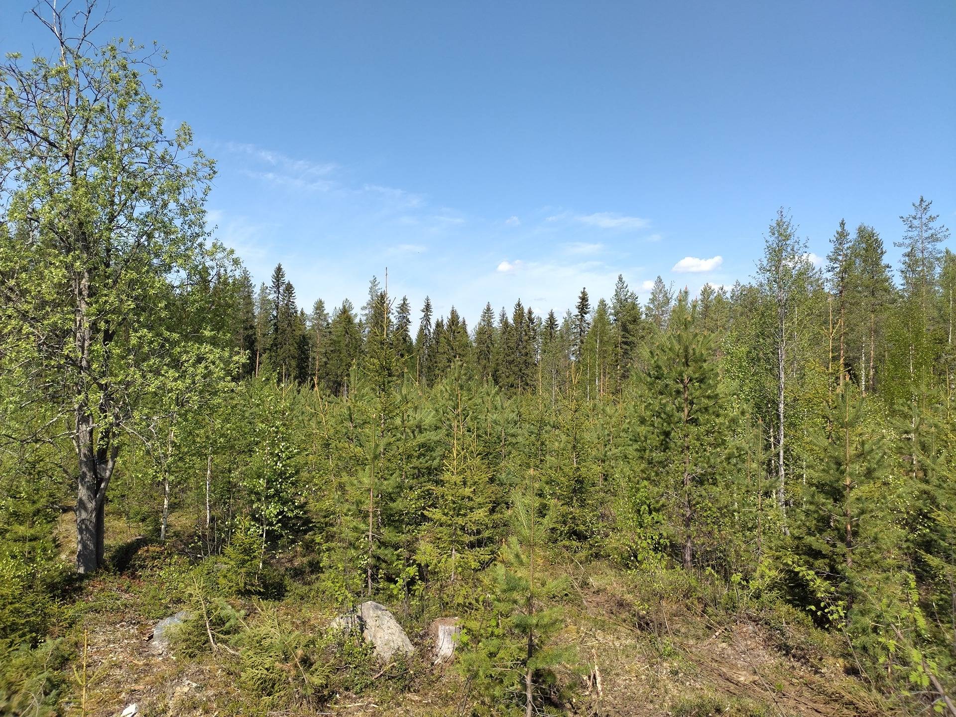 MÄENPÄÄ II 911-403-2-7, Halmejärvi 9