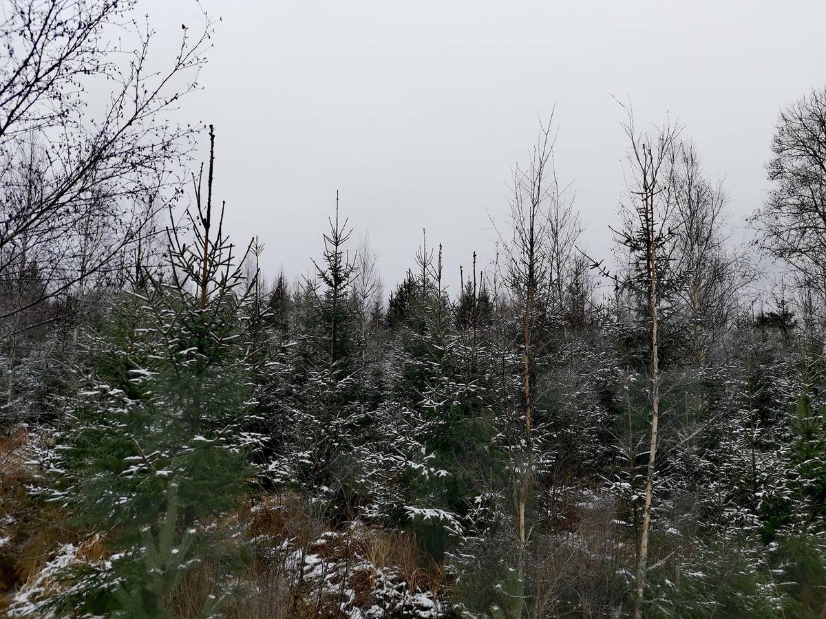 Kansikuva kohteelle Metsätila (Määräala) noin 30 ha, tilasta Kyönikkälä 538-423-1-18, Nousiainen, Hiittiöntie 