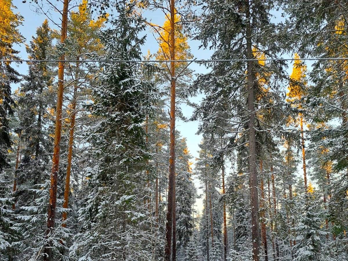 Kauhava/Kortesjärvi HONKALA 17:25 metsätila 11,45 ha 3