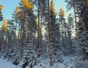 Kauhava/Kortesjärvi HONKALA 17:25 metsätila 11,45 ha 4