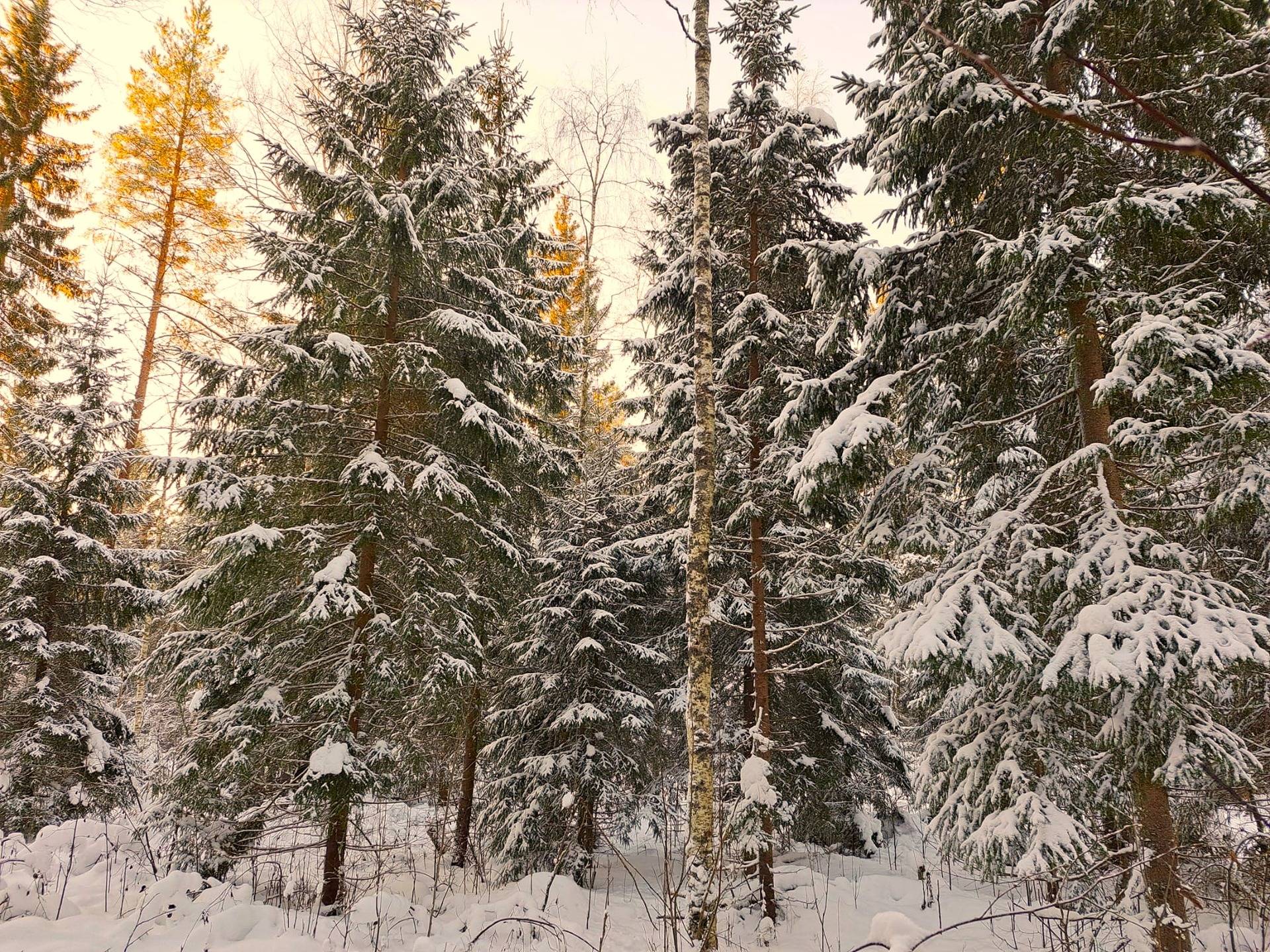 Kauhava/Kortesjärvi HONKALA 17:25 metsätila 11,45 ha 8