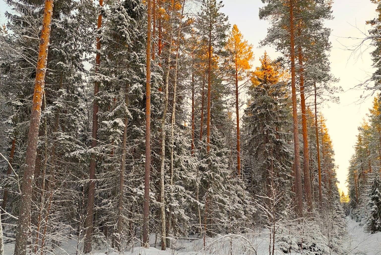 Kauhava/Kortesjärvi VÄLIKOSKI 18:53 metsätila 6,779 ha 2