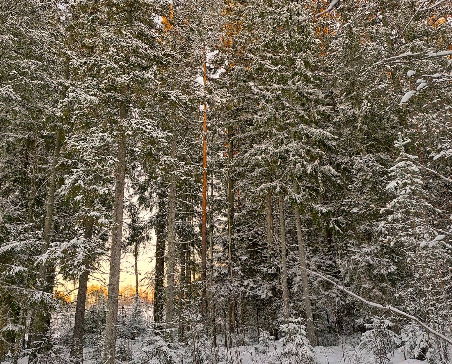 Kauhava/Kortesjärvi VÄLIKOSKI 18:53 metsätila 6,779 ha 3