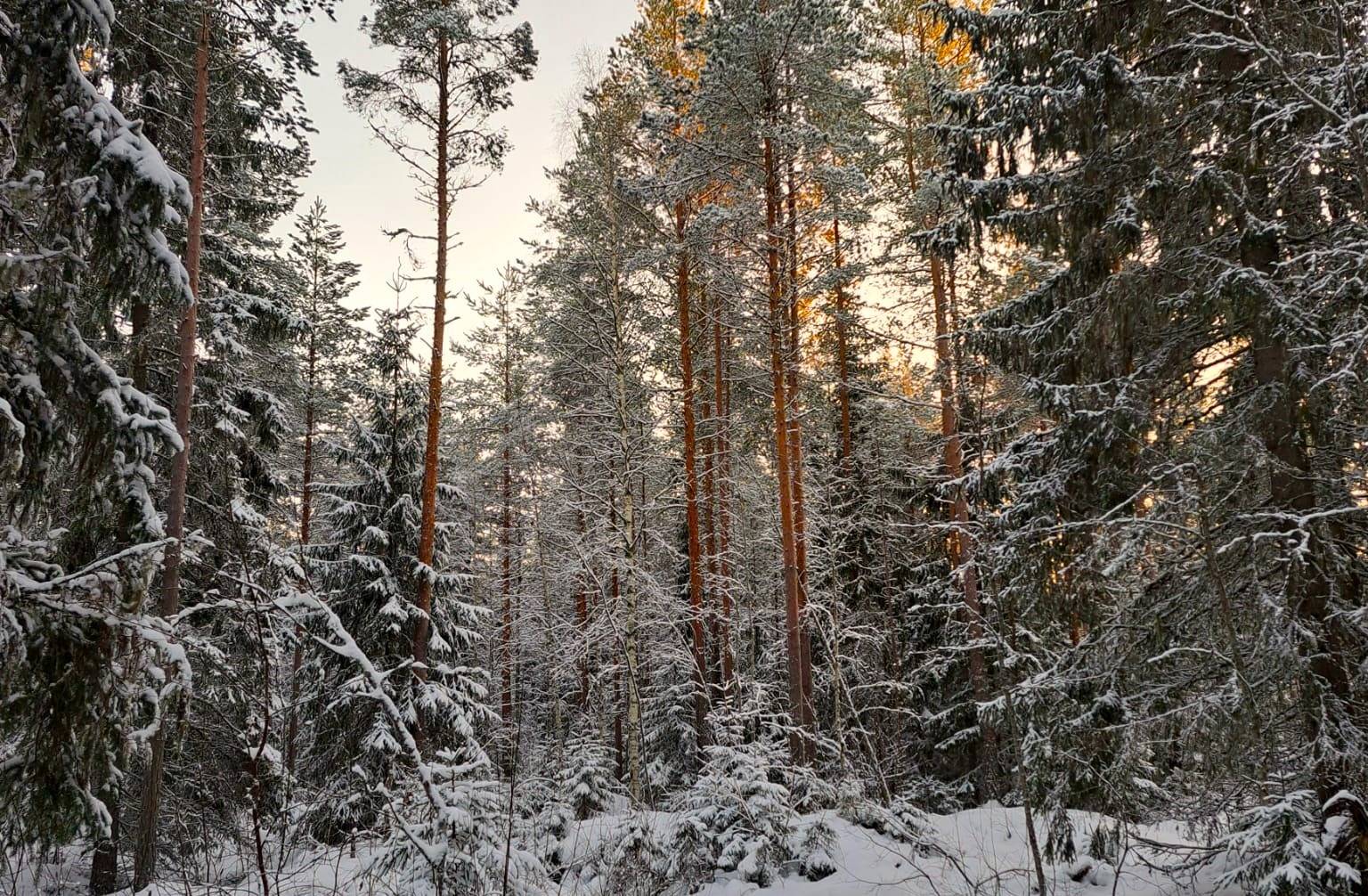 Kauhava/Kortesjärvi VÄLIKOSKI 18:53 metsätila 6,779 ha 8