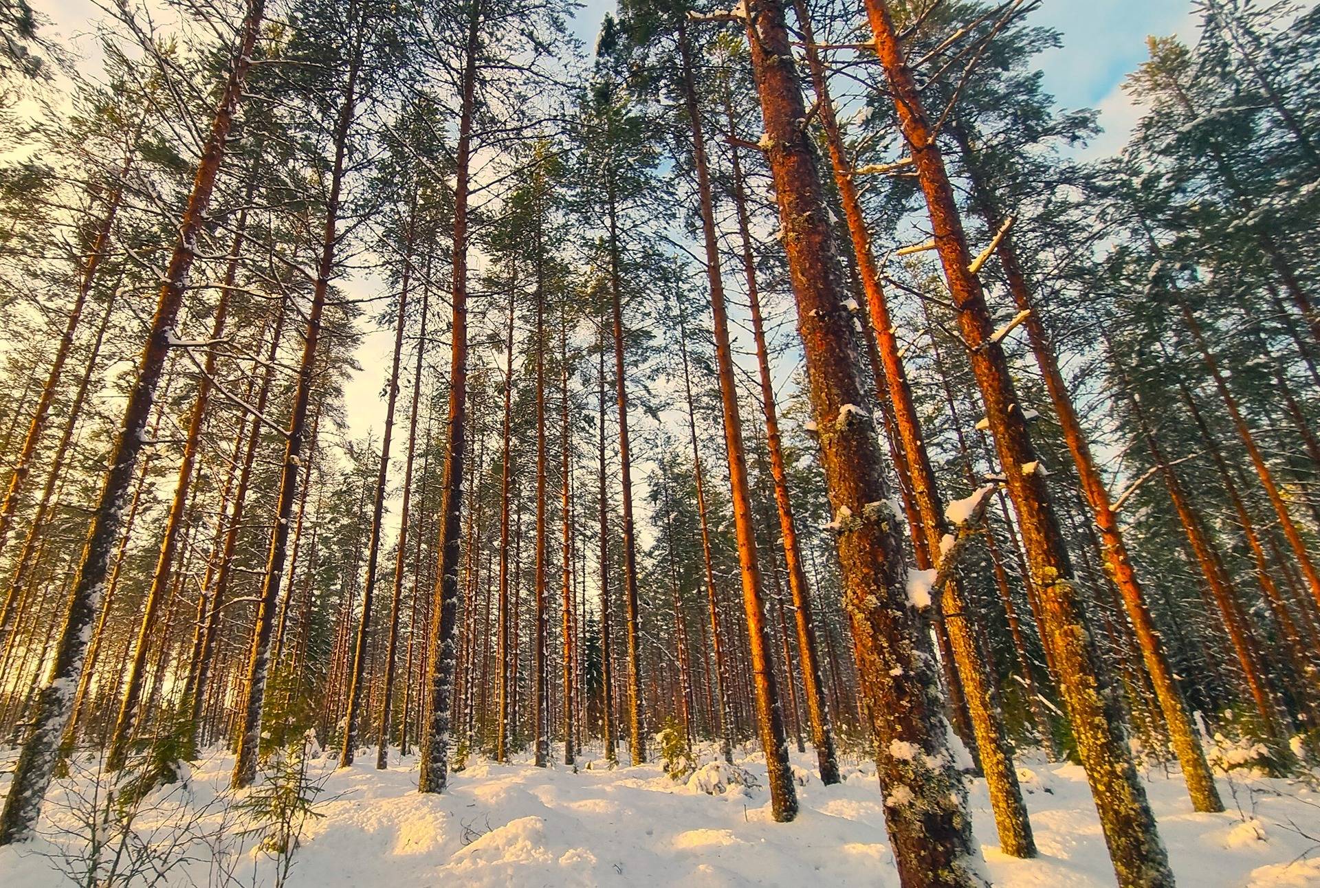 Lappajärvi Tyynismaa/Loukas metsäpalstat 29,0 ha 4
