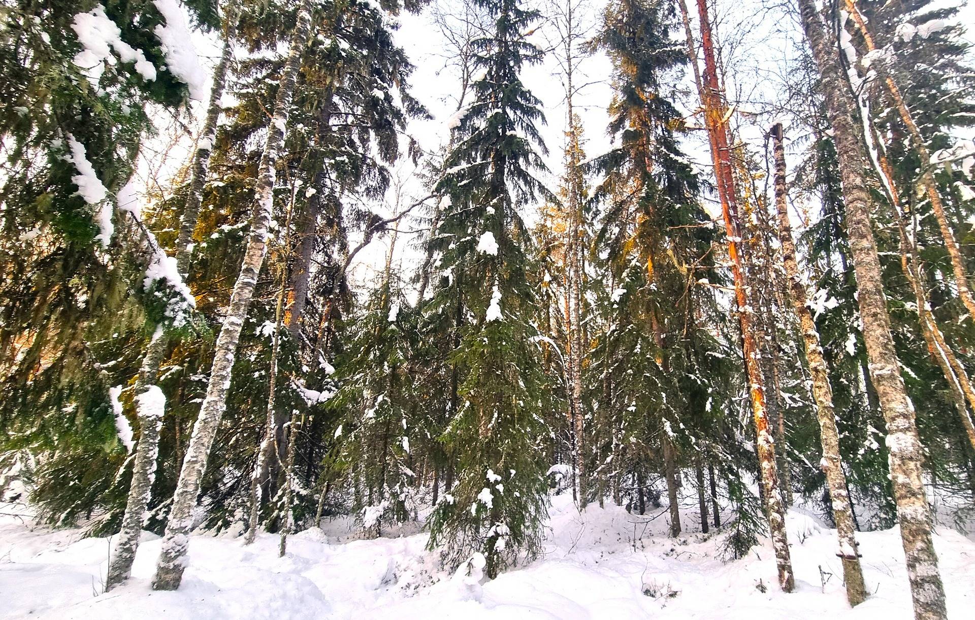 Lappajärvi Tyynismaa/Loukas metsäpalstat 29,0 ha 7