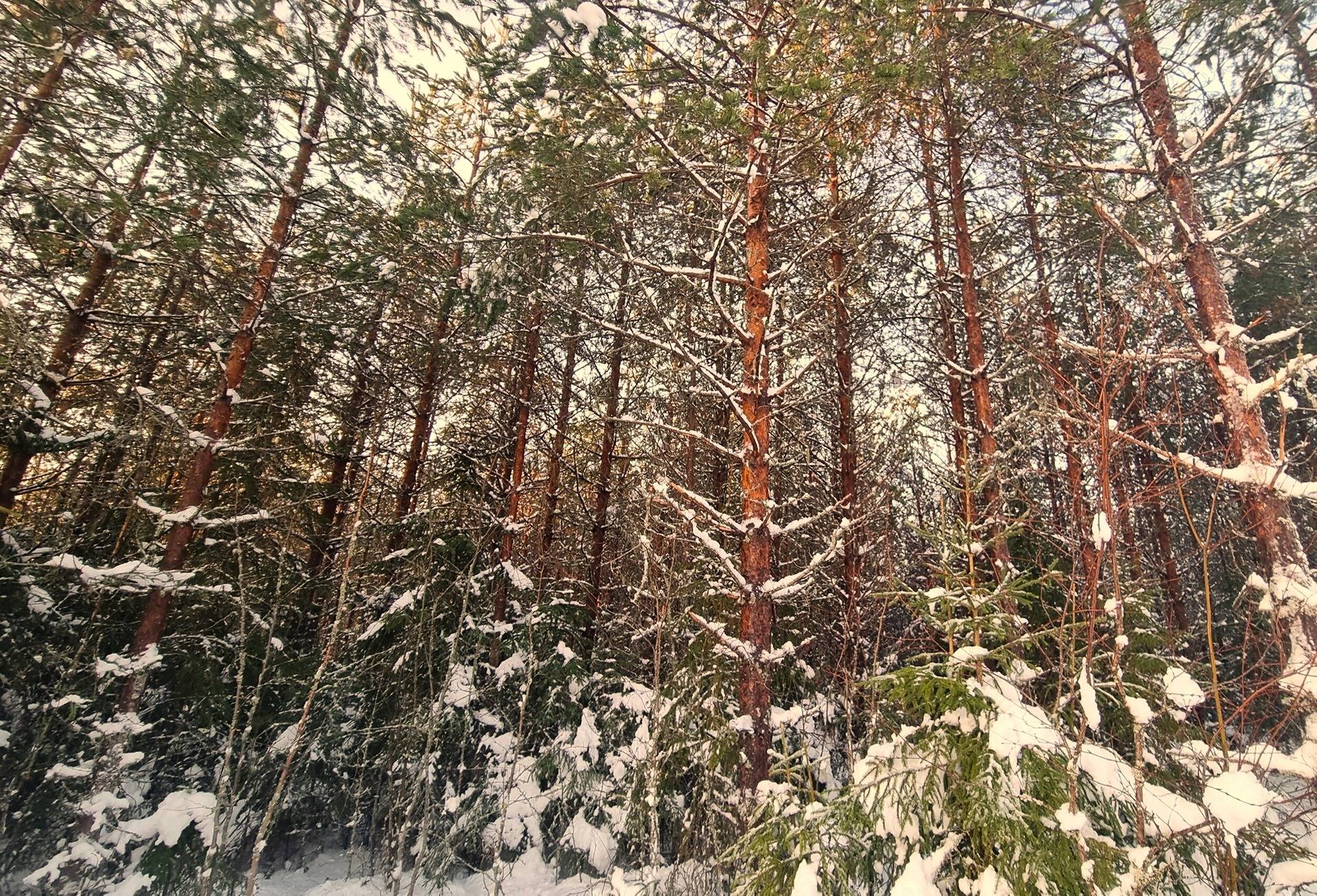 Lappajärvi Tyynismaa/Loukas metsäpalstat 29,0 ha 8