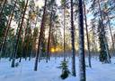 Lappajärvi Tyynismaa/Loukas metsäpalstat 29,0 ha 11