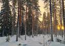 Lappajärvi Tyynismaa/Loukas metsäpalstat 29,0 ha 6