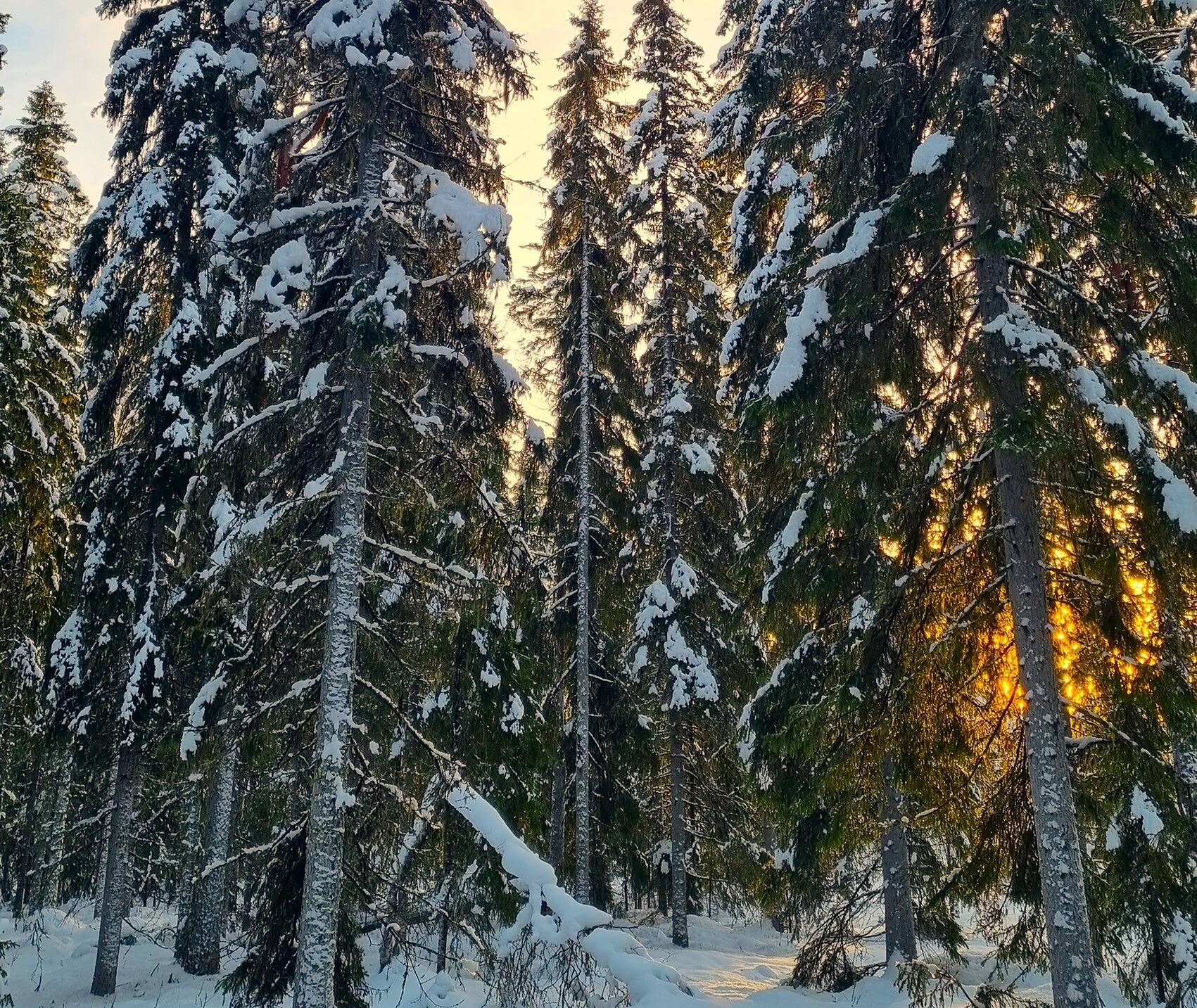Lappajärvi Tyynismaa/Loukas metsäpalstat 29,0 ha 13
