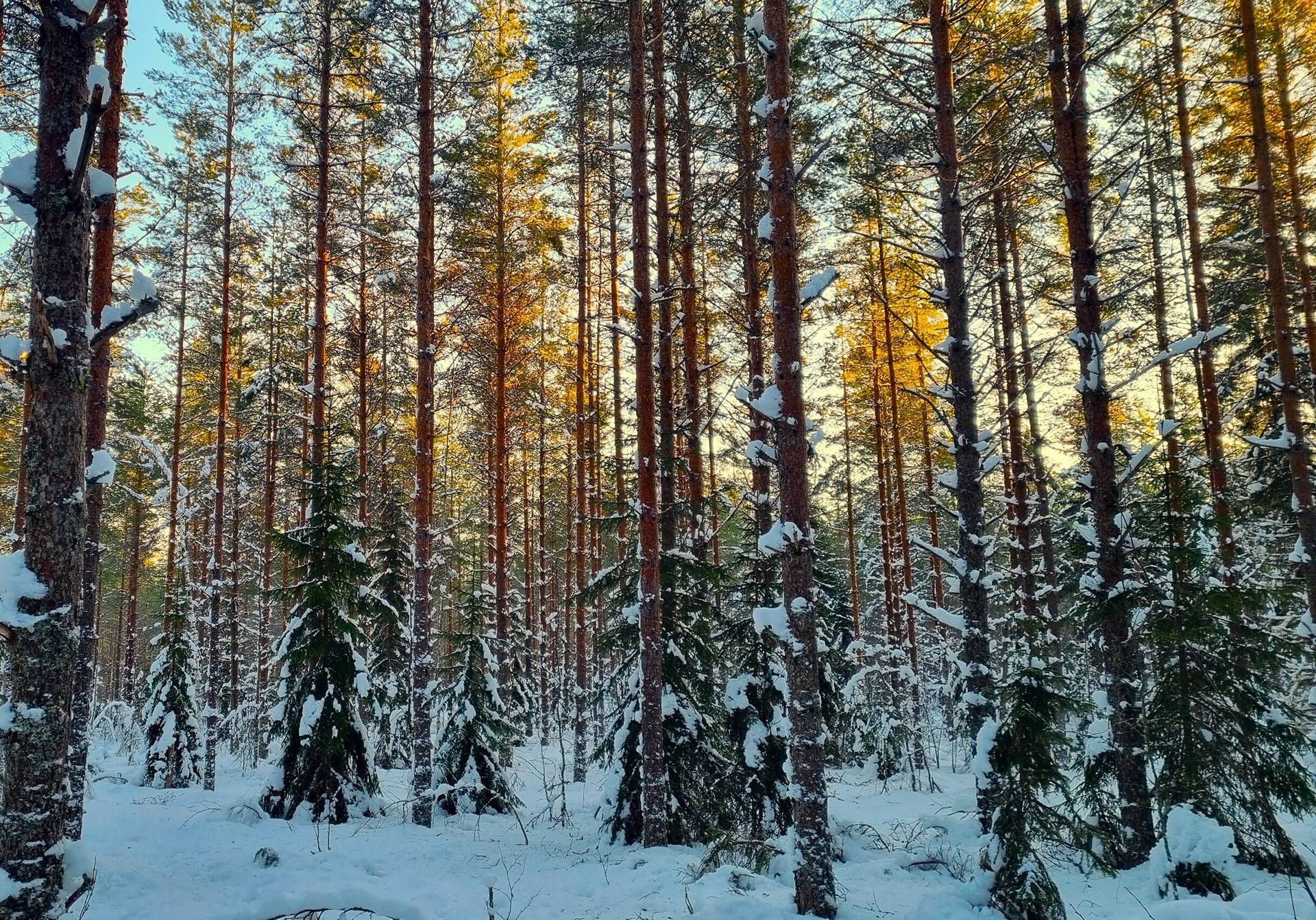 Lappajärvi Tyynismaa/Loukas metsäpalstat 29,0 ha 14
