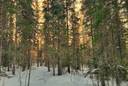 Lappajärvi Tyynismaa/Loukas metsäpalstat 29,0 ha 16