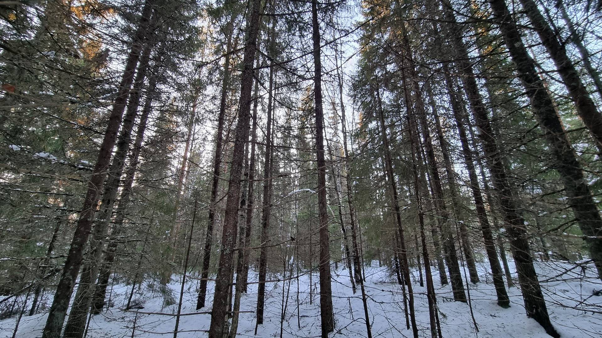 Lappajärvi Tyynismaa/Loukas metsäpalstat 29,0 ha 18