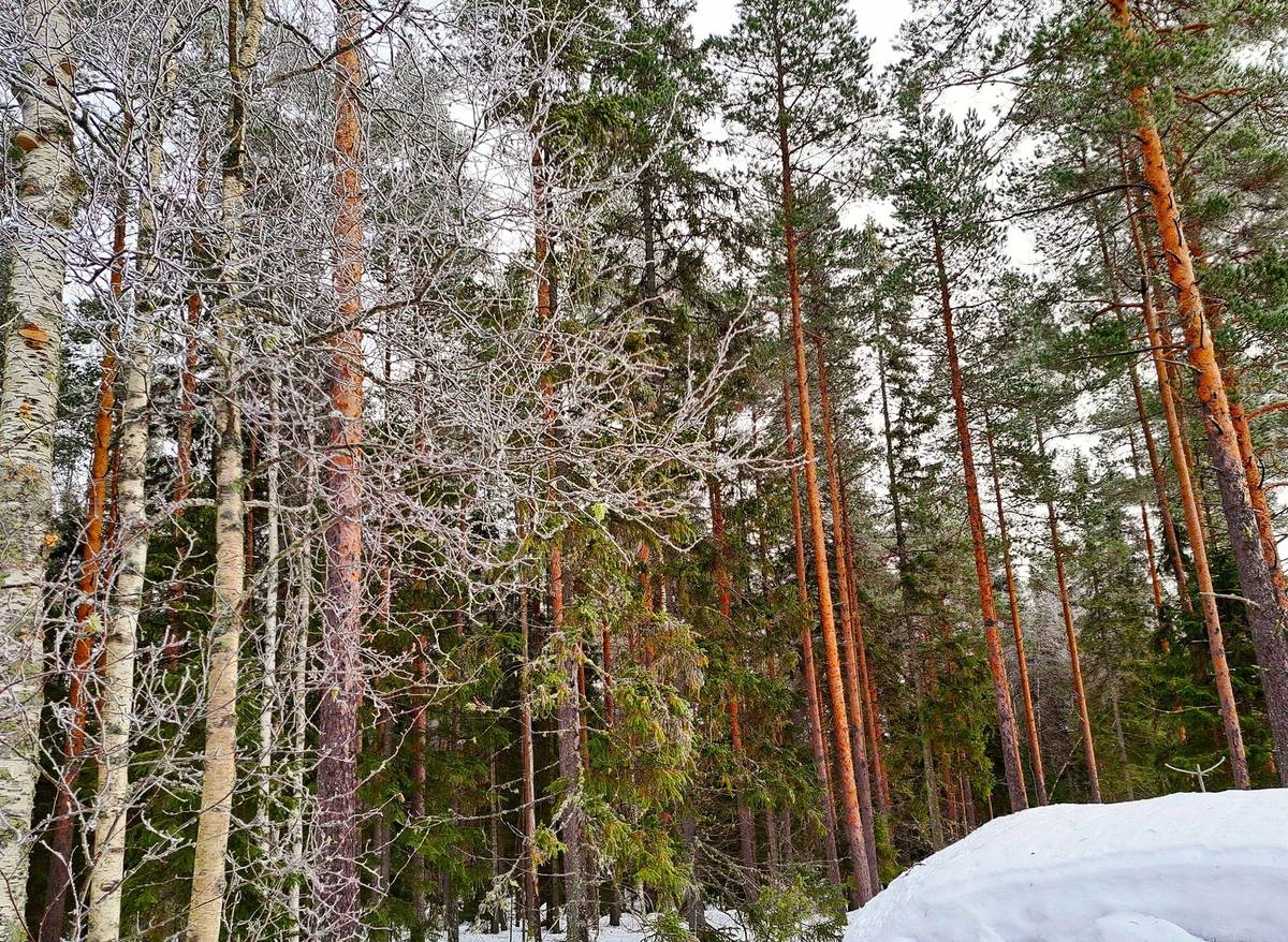 Kansikuva kohteelle Alahärmä Makkarus/Keskikylä HOLMA 7:43 metsäpalsta 11,0 ha